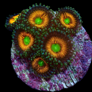 Aquacultured Zoa Everlasting Gobstopper 4 to 5 polyp