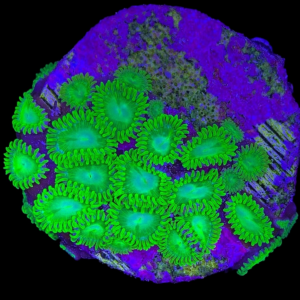 Aquacultured Zoa Frankie's Flu 4 to 5 polyps