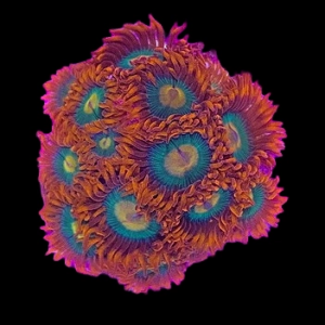 Aquacultured Zoa Gatorade 4 to 5 polyps