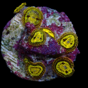 Aquacultured Zoa Gold Maul 4 to 5 polyps