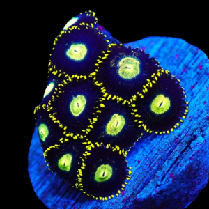 Aquacultured Zoa Golden Nugget 4 to 5 polyps