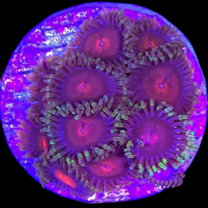 Aquacultured Zoa Gorilla Nipple 4 to 5 polyps