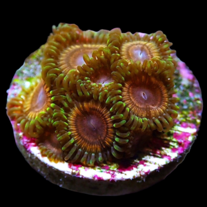 Aquacultured Zoa Guava 4 to 5 polyps