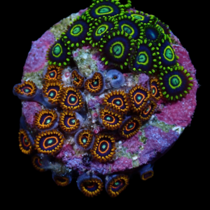 Aquacultured Zoa Hornet Combo 4 to 5 polyps