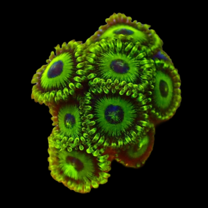Aquacultured Zoa La Laker 4 to 5 Polyps