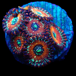 Aquacultured Zoa Magician 4 to 5 polyps