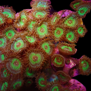 Aquacultured Zoa Mermaid 4 to 5 polyps