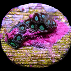Aquacultured Zoa Micro Dot 4 to 5 polyps
