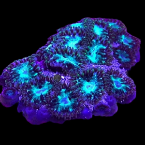 Aquacultured Zoa Momoa 4 to 5 polyps