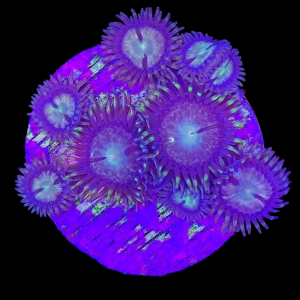 Aquacultured Zoa Nirvana 4 to 5 polyps