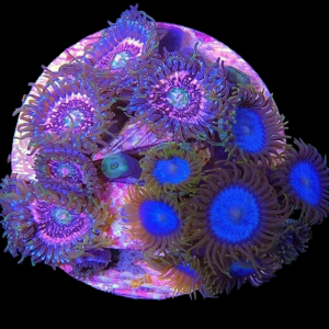 Aquacultured Zoa Pink Smurf Combo 4 to 5 polyps