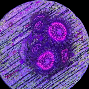 Aquacultured Zoa Pink Zipper 4 to 5 polyps
