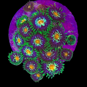 Aquacultured Zoa Pinwheel 4 to 5 polyps