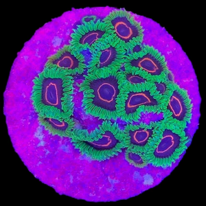 Aquacultured Zoa Purple Heart Red Ring 4 to 5 polyps