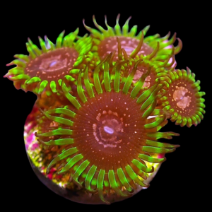 Aquacultured Zoa Purple Monster 4 to 5 polyps