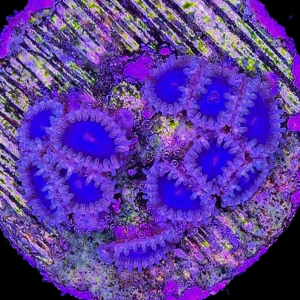 Aquacultured Zoa QLD Blue 4 to 5 polyps