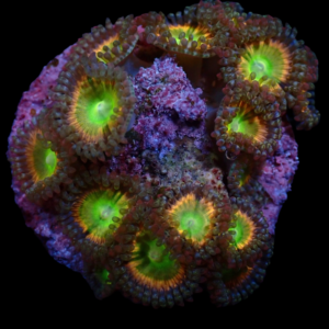Aquacultured Zoa Rainbow Raptor 4 to 5 polyps