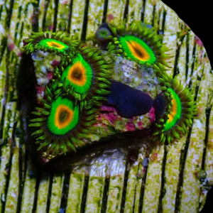 Aquacultured Zoa Rasta 4 to 5 polyps