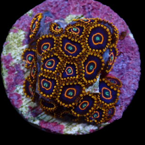 Aquacultured Zoa Red Hornet 4 to 5 polyps