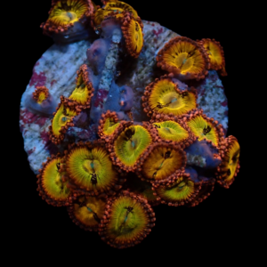 Aquacultured Zoa Sakura Sunrise 4 to 5 polyps