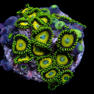 Aquacultured Zoa Scrambled Eggs 4 to 5 polyps