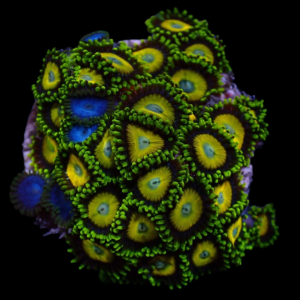 Aquacultured Zoa Scramble Smurf Combo 4 to 5 polyps