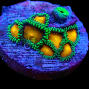 Aquacultured Zoa Shiznit 4 to 5 polyps