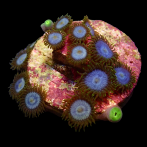 Aquacultured Zoa Smurf Blood 4 to 5 polyps