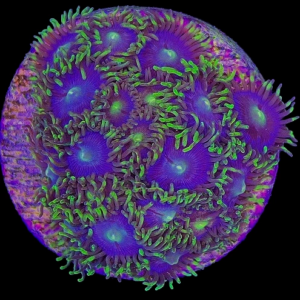 Aquacultured Zoa Sun and Moon 4 to 5 polyps