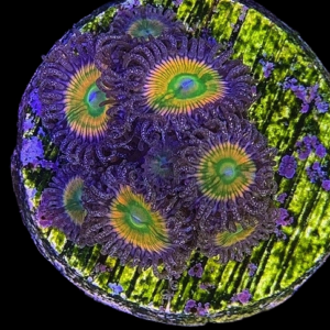 Aquacultured Zoa Sunny D 4 to 5 polyps