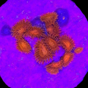 Aquacultured Zoa Triple Red 4 to 5 polyps
