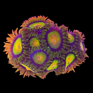 Aquacultured Zoa Tutti Frutti 4 to 5 polyps