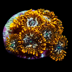 Aquacultured Zoa Utter Chaos 4 to 5 polyps