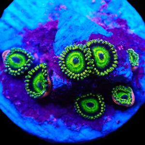 Aquacultured Zoa WA Faker 4 to 5 polyps