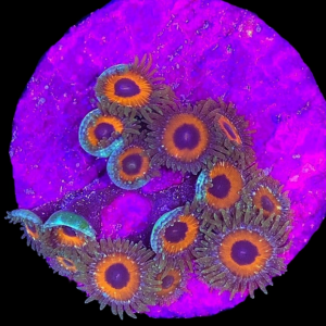 Aquacultured Zoa Whammin Watermelon 4 to 5 Polyps