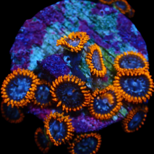 Aquacultured Zoa XMen 4 to 5 polyps