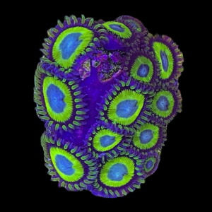 Aquacultured Zoa Belladonna 4 to 5 polyps