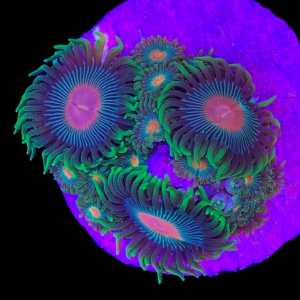 Aquacultured Zoa Radioactive Fire 4 to 5 polyps