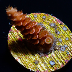 Aquacultured Acro Cherry Bomb
