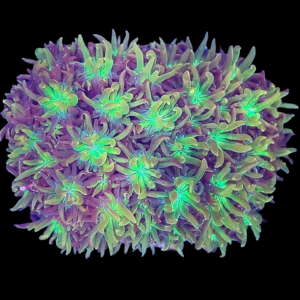 Aquacultured Galaxea Gold Tip