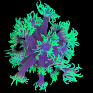 Aquacultured Goniopora Golf Ball Green