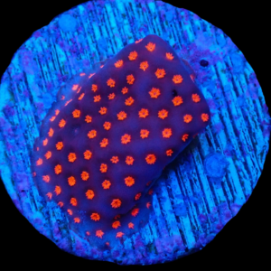 Aquacultured Monti Venom