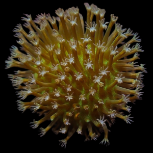 Aquacultured Sarcophyton Mystery Machine
