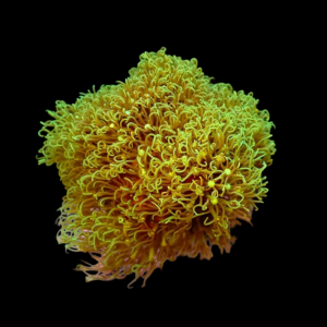Aquacultured Star Polyps Hairy Balls 5cm sphere