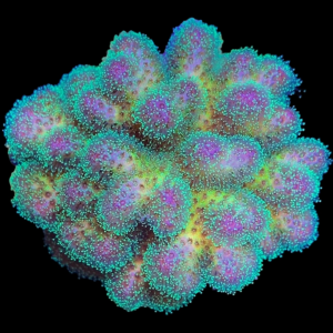 Aquacultured Stylophora