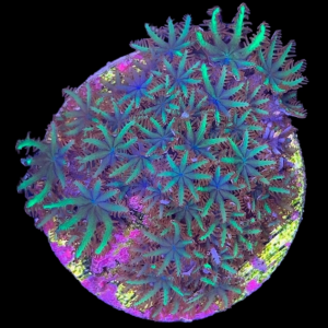 Aquacultured Sympodium Blue