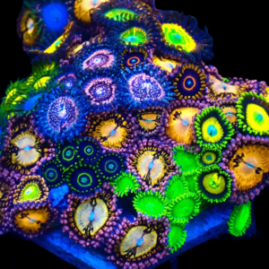 Aquacultured Zoa Mega Hex Tile Combo
